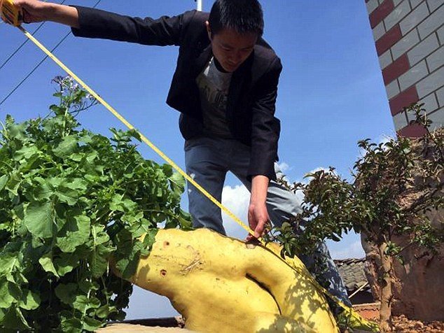 Impressionante: chinês cultiva nabo gigante que tem quase 15 quilos