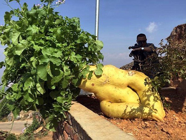 Impressionante: chinês cultiva nabo gigante que tem quase 15 quilos