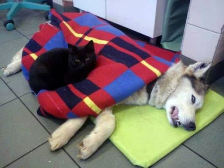 Veja qual é o incrível gato enfermeiro que ajuda animais doentes