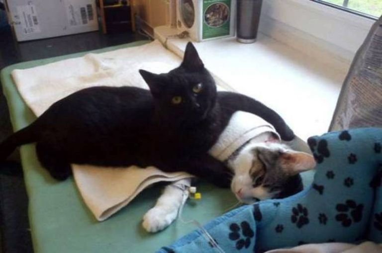 Veja qual é o incrível gato enfermeiro que ajuda animais doentes