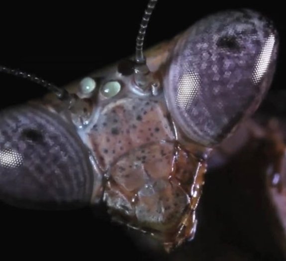 Parece ficção científica, mas estas criaturas são insetos bem reais [vídeo]