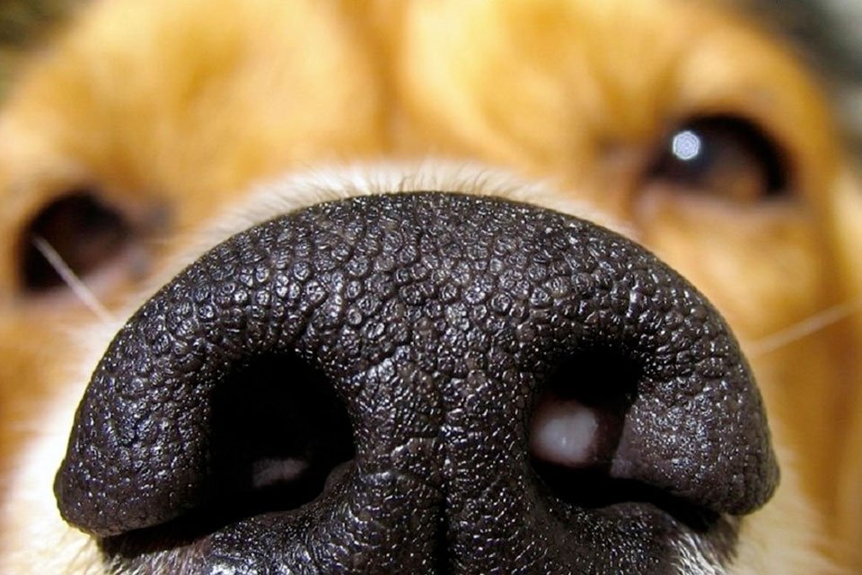 Imagem de O cheiro da morte: cães são melhores do que máquinas para encontrar corpos no megacurioso