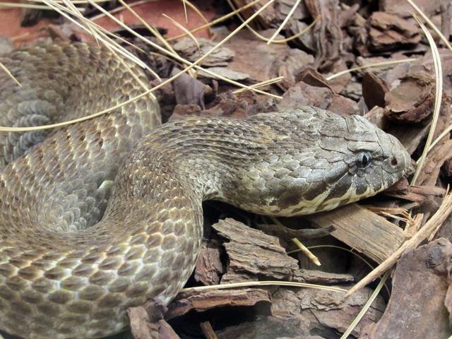 Cobra krait malasiana: tudo sobre serpente considerada umas das venenosas  do mundo