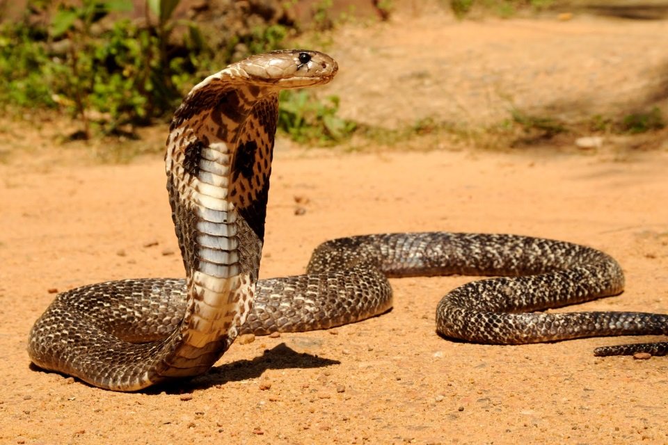 Cobras venenosas estão maiores, mais fortes e geram medo na Austrália