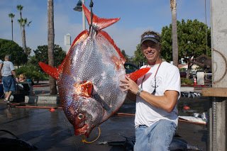 Pesquisadores descobrem o primeiro peixe de sangue quente