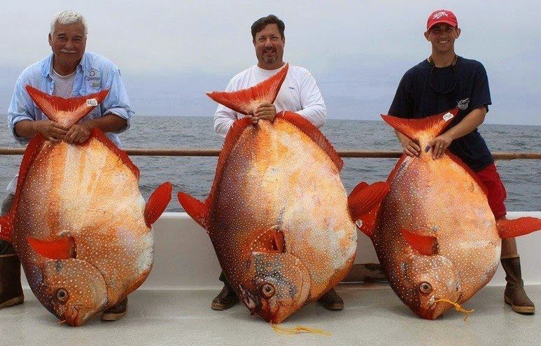 Pesquisadores descobrem o primeiro peixe de sangue quente