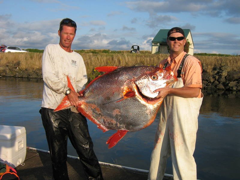 Pesquisadores descobrem o primeiro peixe de sangue quente