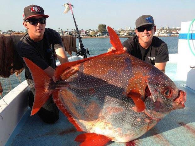 Pesquisadores descobrem o primeiro peixe de sangue quente