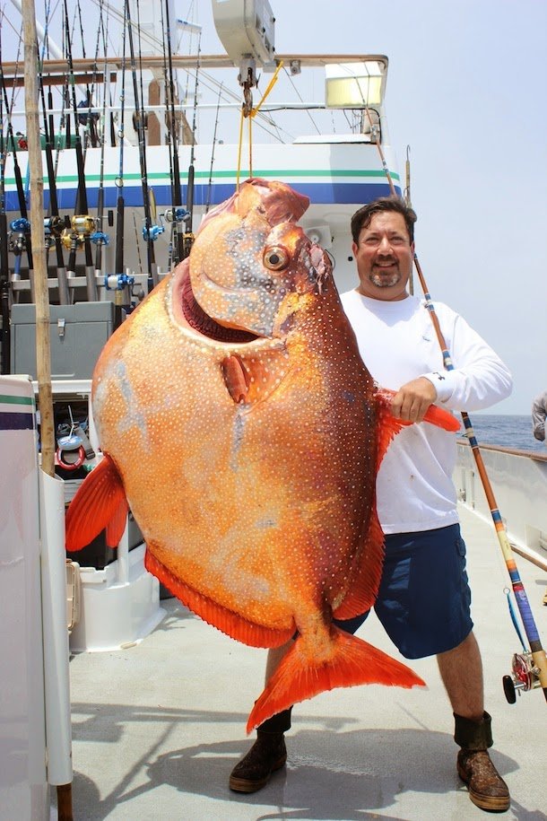 Pesquisadores descobrem o primeiro peixe de sangue quente