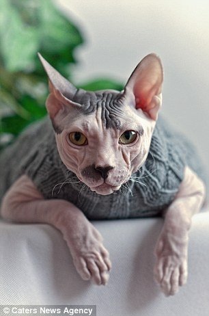 Gato tem aparência e personalidade que lembram Adolf Hitler