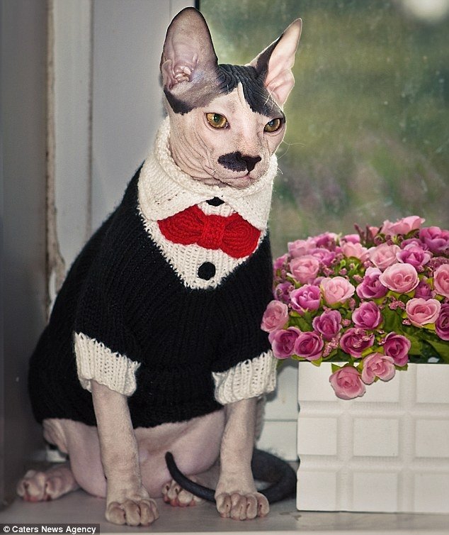 Gato tem aparência e personalidade que lembram Adolf Hitler