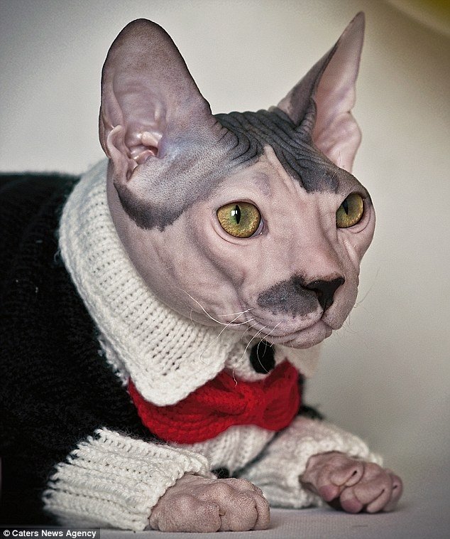 Gato tem aparência e personalidade que lembram Adolf Hitler