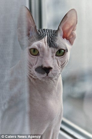 Gato tem aparência e personalidade que lembram Adolf Hitler