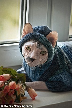 Gato tem aparência e personalidade que lembram Adolf Hitler