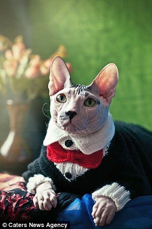 Gato tem aparência e personalidade que lembram Adolf Hitler