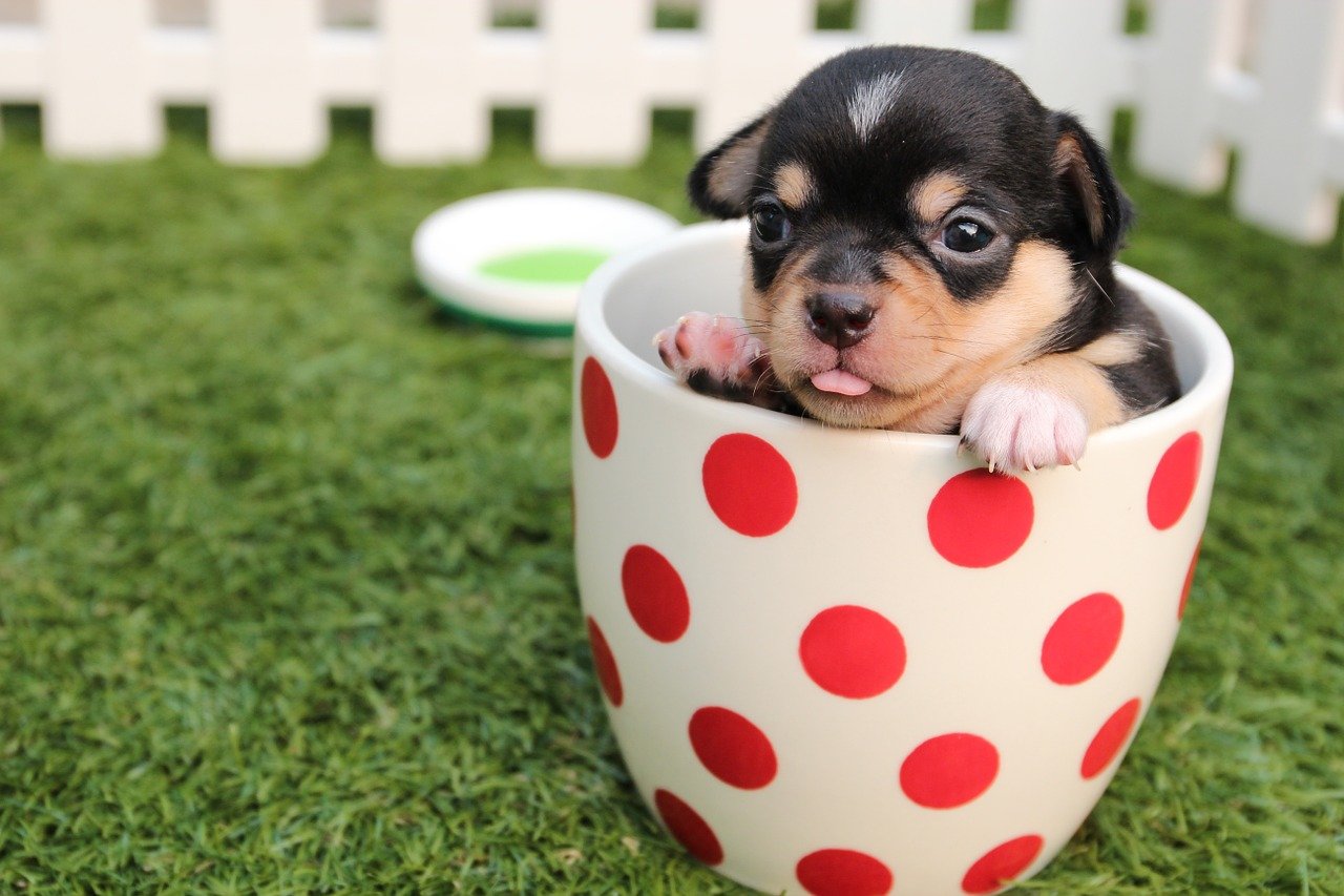 Cachorros são os nossos melhores amigos há 27 mil anos