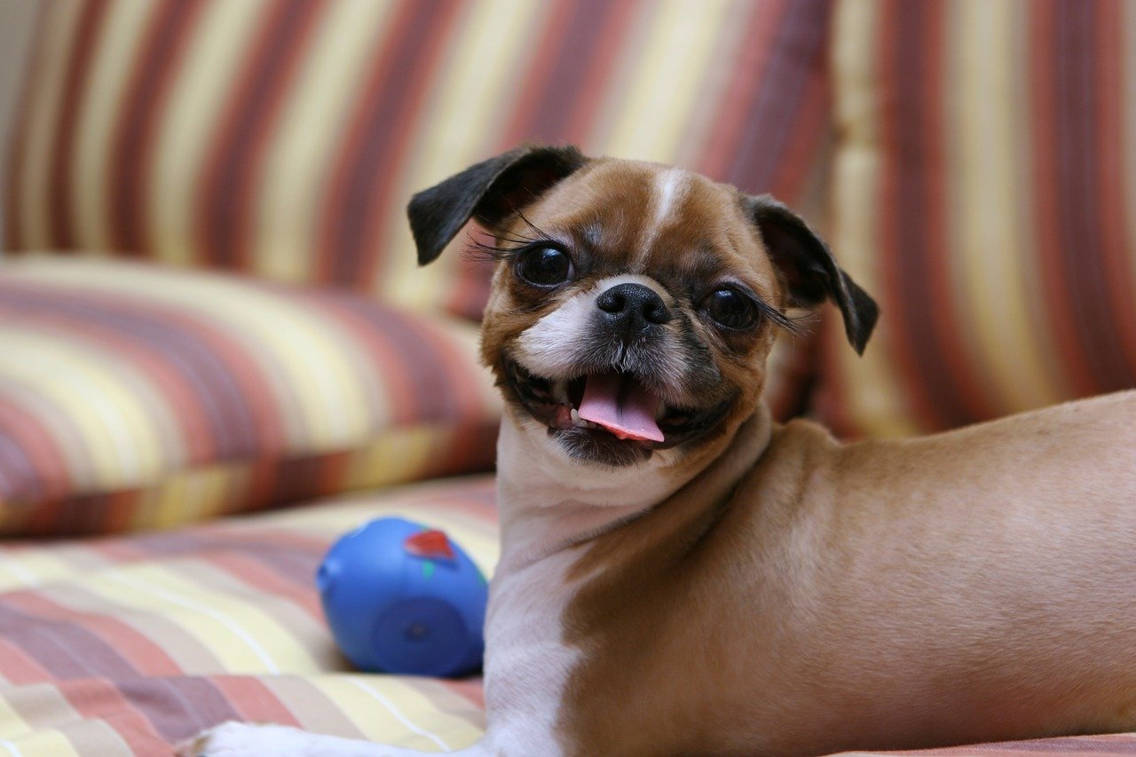 Cachorros são os nossos melhores amigos há 27 mil anos