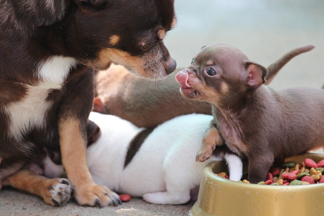 Cachorros são os nossos melhores amigos há 27 mil anos