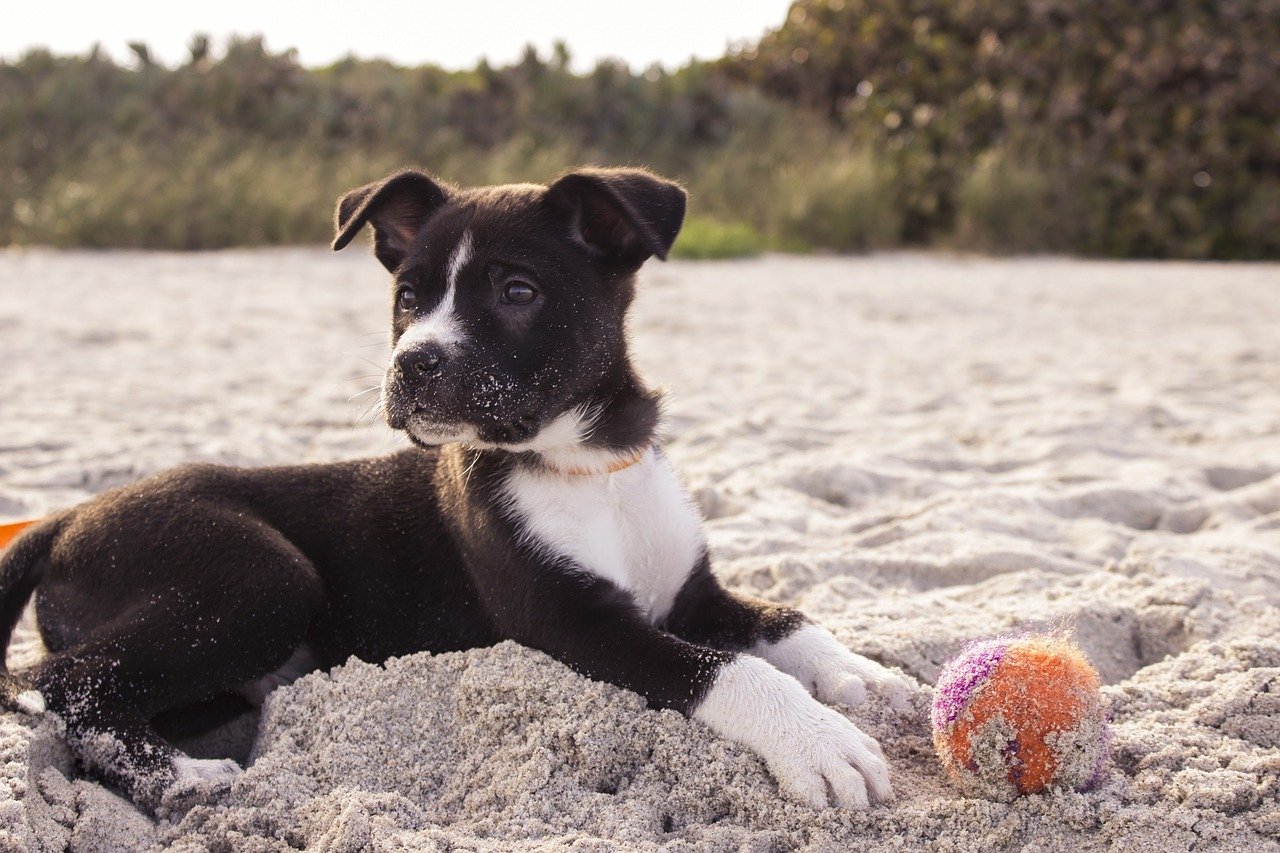 Cachorros são os nossos melhores amigos há 27 mil anos