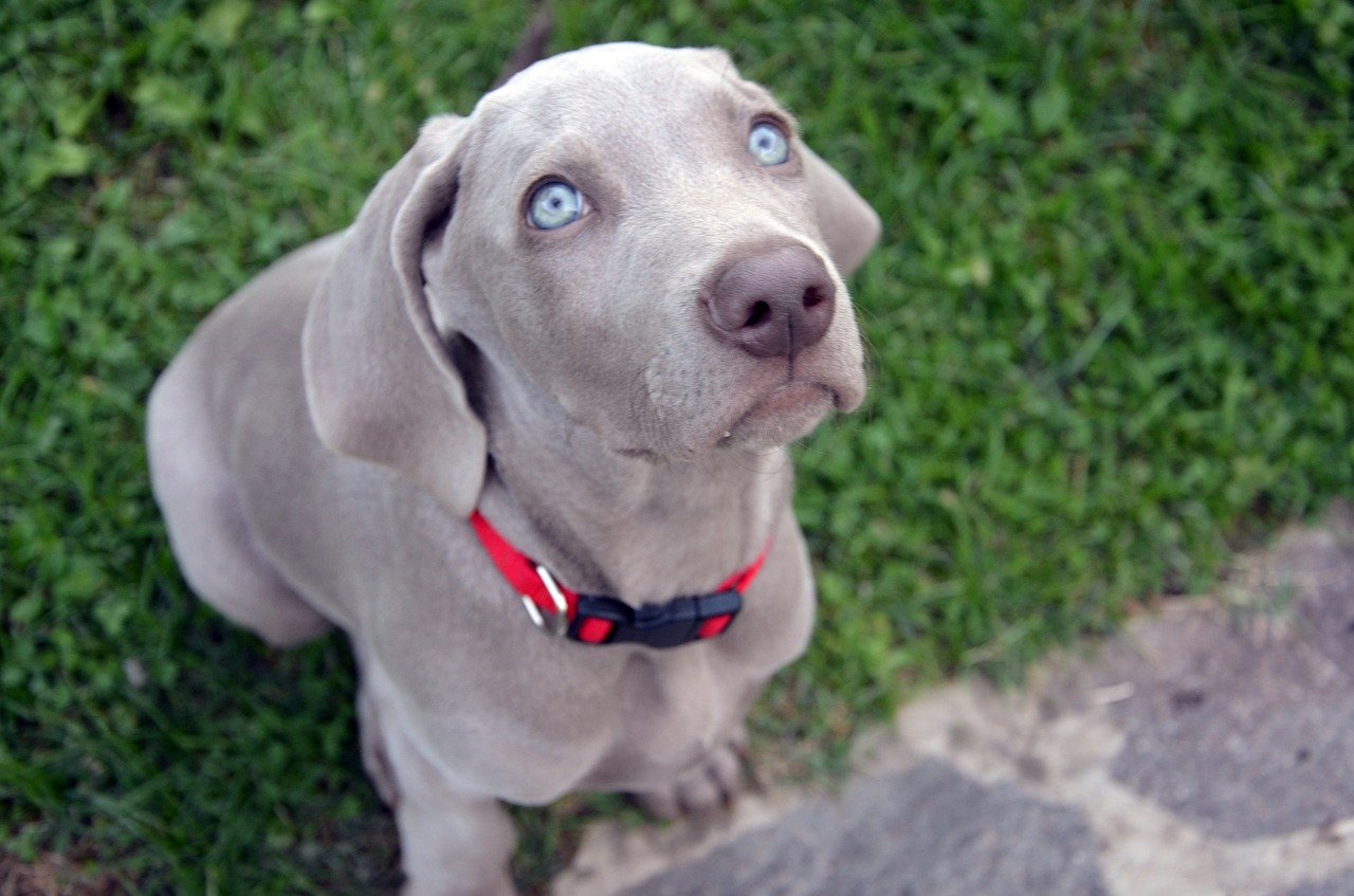 Cachorros são os nossos melhores amigos há 27 mil anos