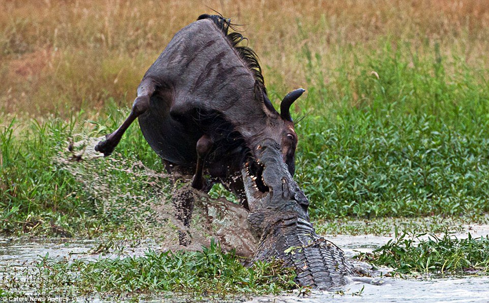 Incrível: veja fotos da batalha entre um hipopótamo, um crocodilo e um gnu