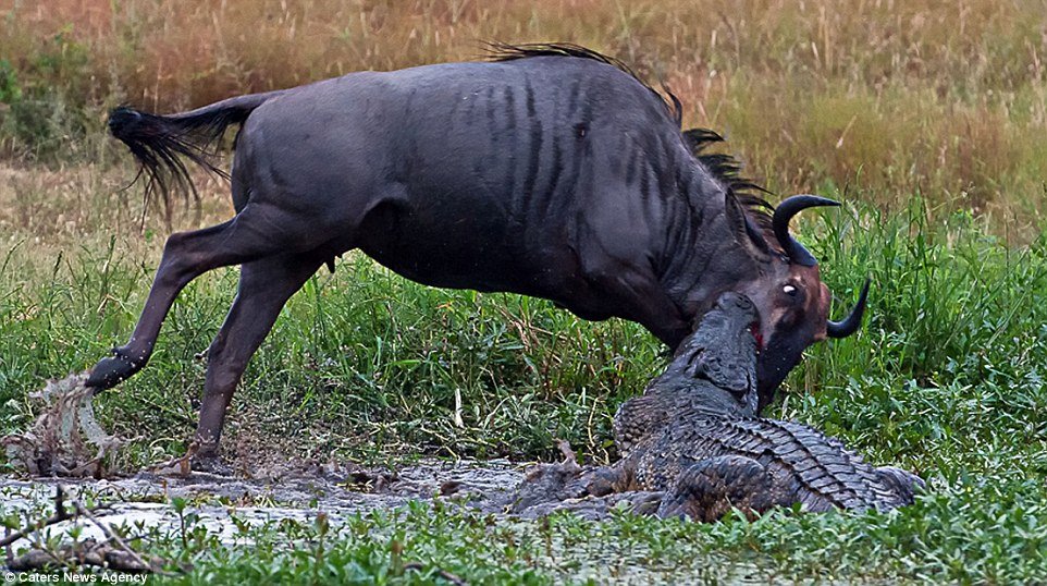 Incrível: veja fotos da batalha entre um hipopótamo, um crocodilo e um gnu