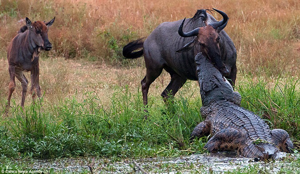 Incrível: veja fotos da batalha entre um hipopótamo, um crocodilo e um gnu