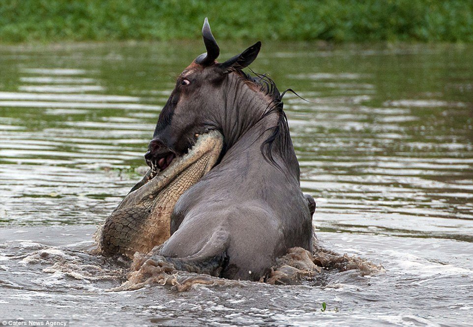 Incrível: veja fotos da batalha entre um hipopótamo, um crocodilo e um gnu