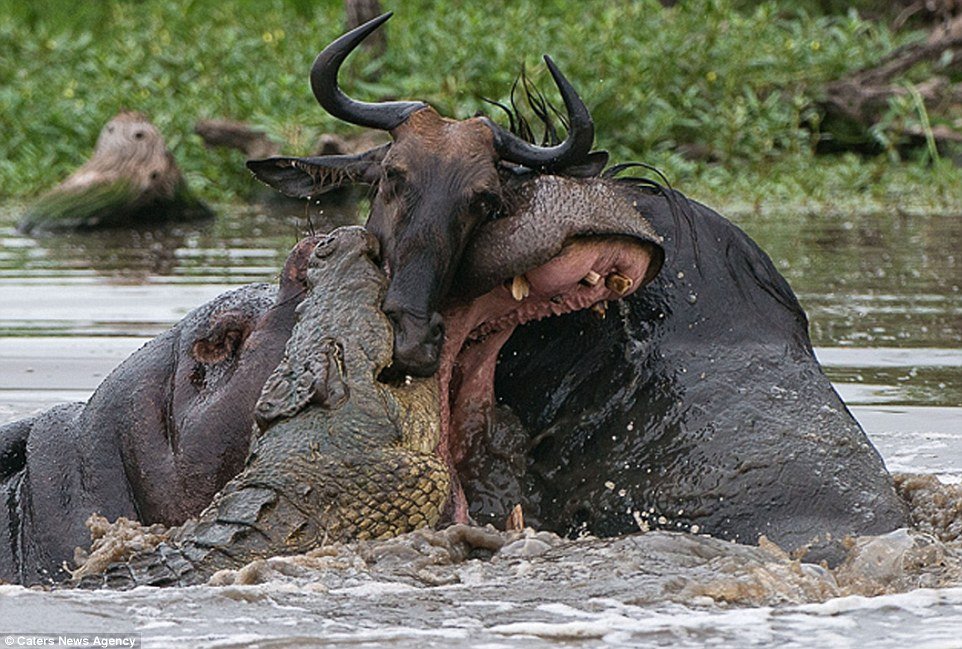 Incrível: veja fotos da batalha entre um hipopótamo, um crocodilo e um gnu