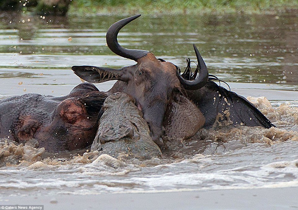Incrível: veja fotos da batalha entre um hipopótamo, um crocodilo e um gnu