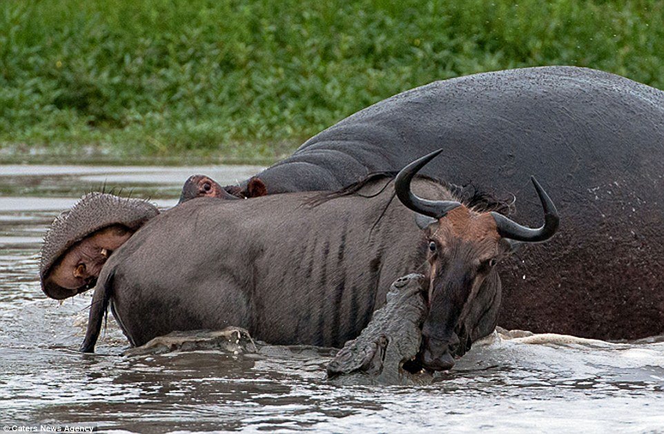 Incrível: veja fotos da batalha entre um hipopótamo, um crocodilo e um gnu