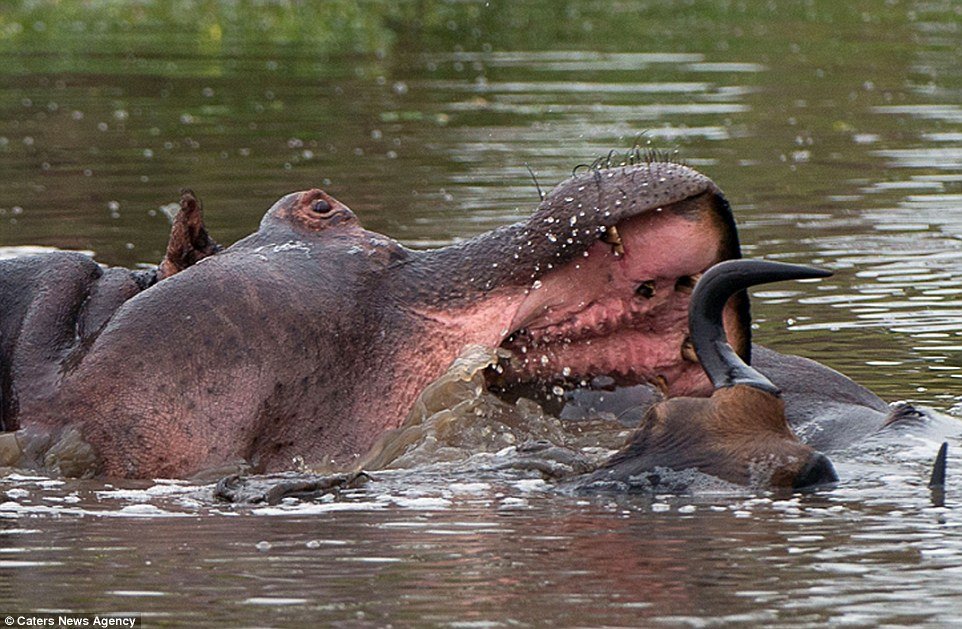 Incrível: veja fotos da batalha entre um hipopótamo, um crocodilo e um gnu