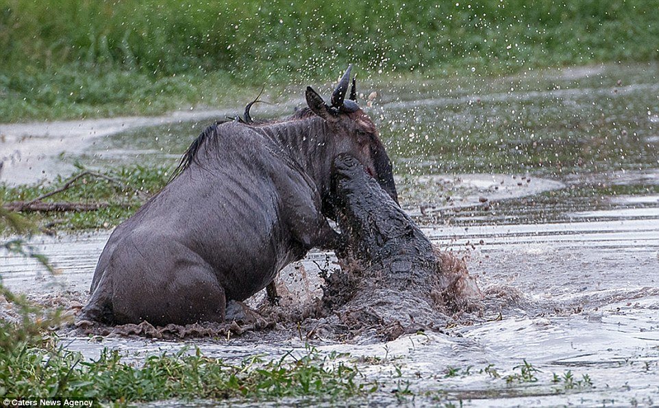 Incrível: veja fotos da batalha entre um hipopótamo, um crocodilo e um gnu