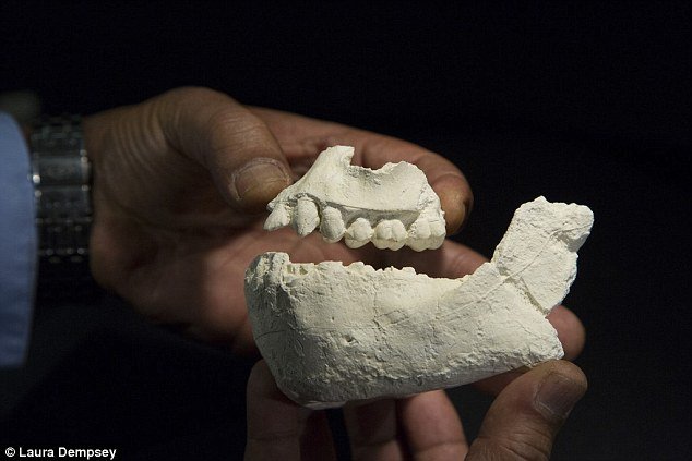 'Vizinho' de Lucy de 3,5 milhões de anos é encontrado na Etiópia