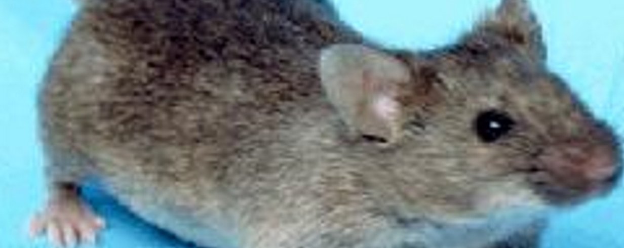 thumb-image-2024-02-29T13:59:21.380Z