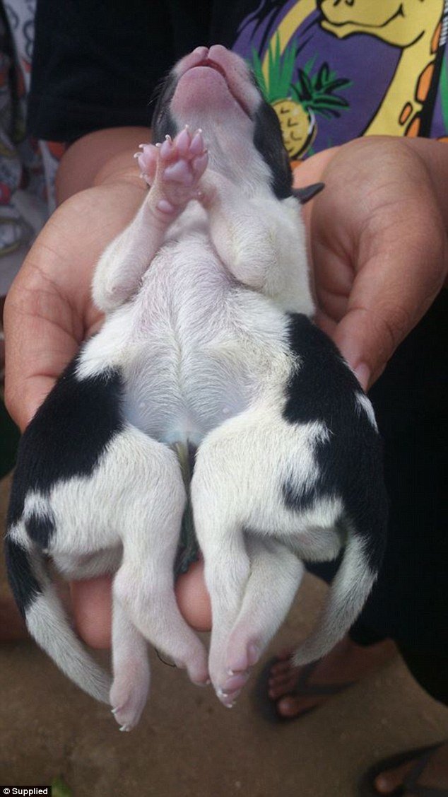Cachorro de oito patas nasce em pequena ilha do Pacífico