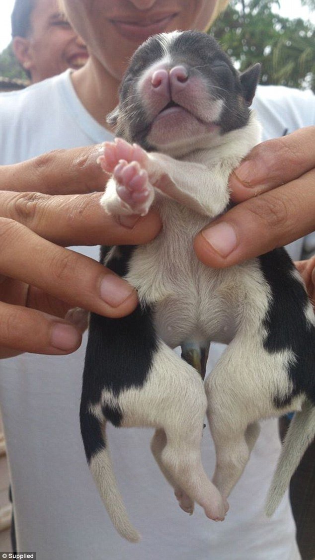 Cachorro de oito patas nasce em pequena ilha do Pacífico