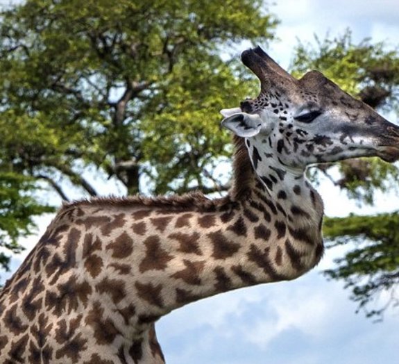 Girafa que quebrou pescoço em briga vive tranquila no Serengeti [vídeo]