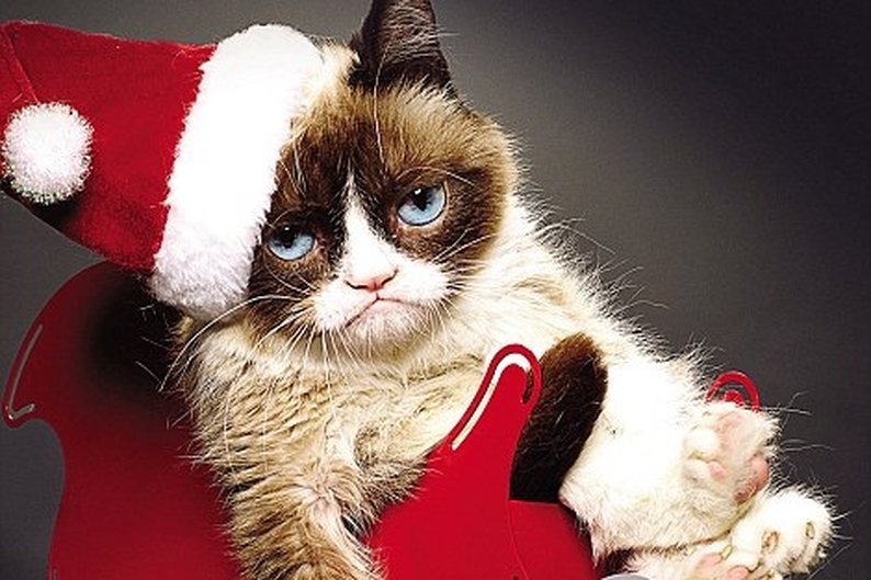 Grumpy Cat -Daily Mail