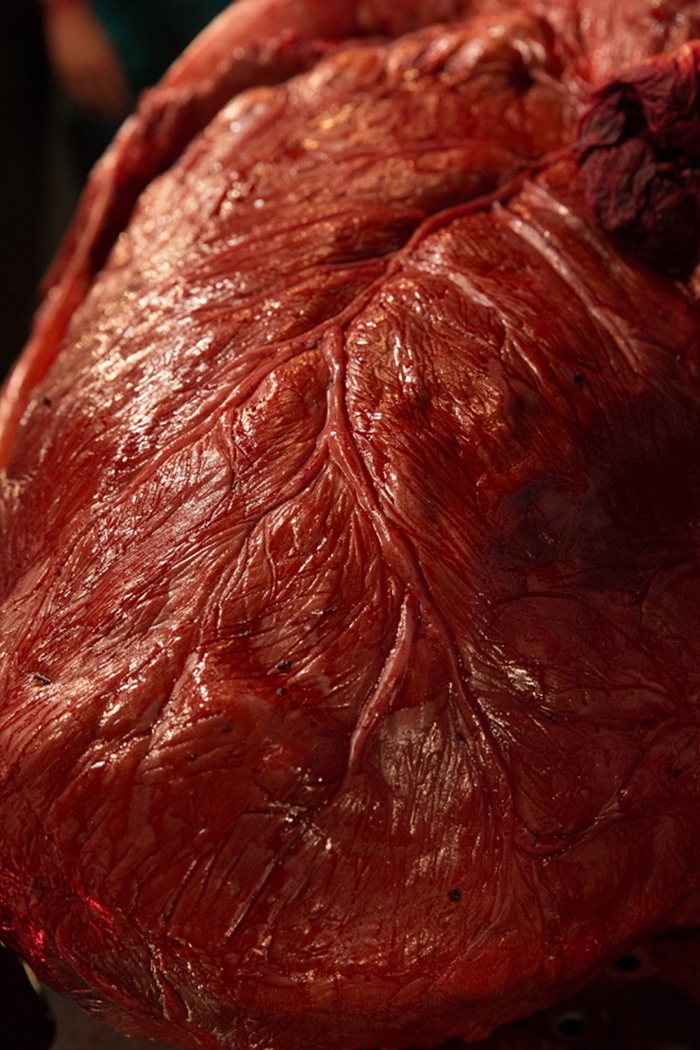 Presas e sangue: confira a autópsia de uma réplica realista de Tiranossauro