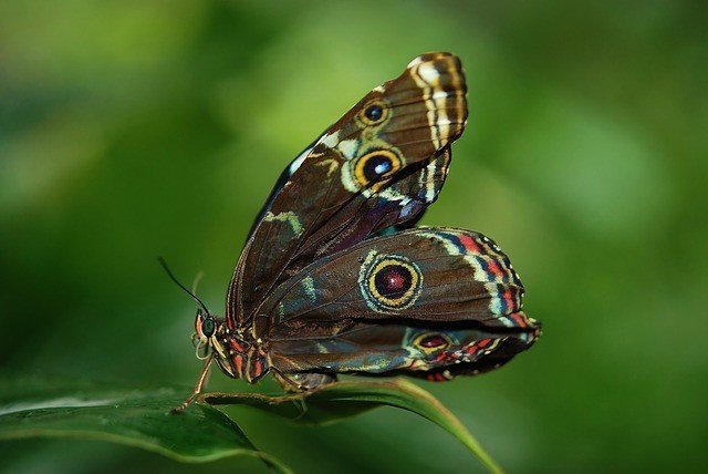 Borboleta Metafórica