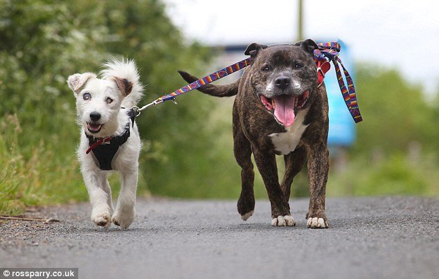 Amigos inseparáveis: cachorro cego é resgatado junto com seu cão-guia