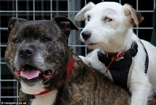 Amigos inseparáveis: cachorro cego é resgatado junto com seu cão-guia