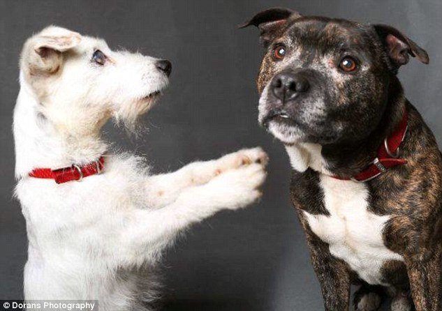 Amigos inseparáveis: cachorro cego é resgatado junto com seu cão-guia