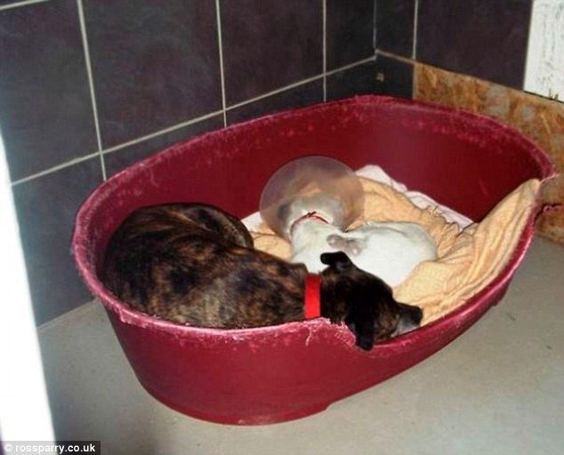 Amigos inseparáveis: cachorro cego é resgatado junto com seu cão-guia