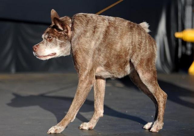 Competição do cachorro mais feio do mundo está com inscrições