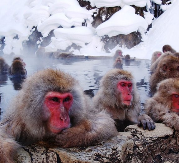 No Japão, há um parque termal para que macacos tomem banho [galeria]