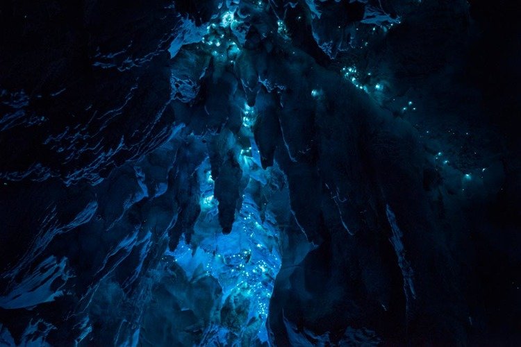 Vermes brilhantes transformam teto de cavernas em cenário de outro mundo