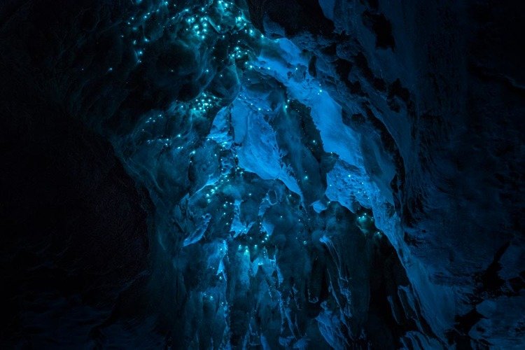 Vermes brilhantes transformam teto de cavernas em cenário de outro mundo