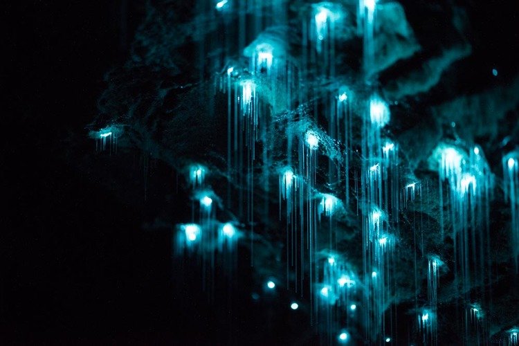Vermes brilhantes transformam teto de cavernas em cenário de outro mundo